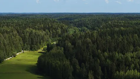 Should we enhance forest growth or stop harvesting wood?