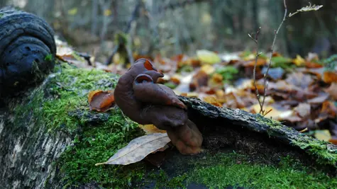 Decaying wood as an indicator of biodiversity