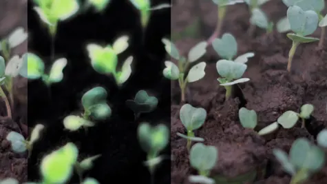 Plant power: 3 ways how nature&#x2019;s inherent abilities can solve the biggest issues of our time
