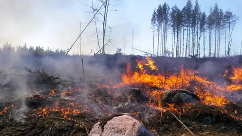 Mets&#xE4;kadosta ja mets&#xE4;paloista