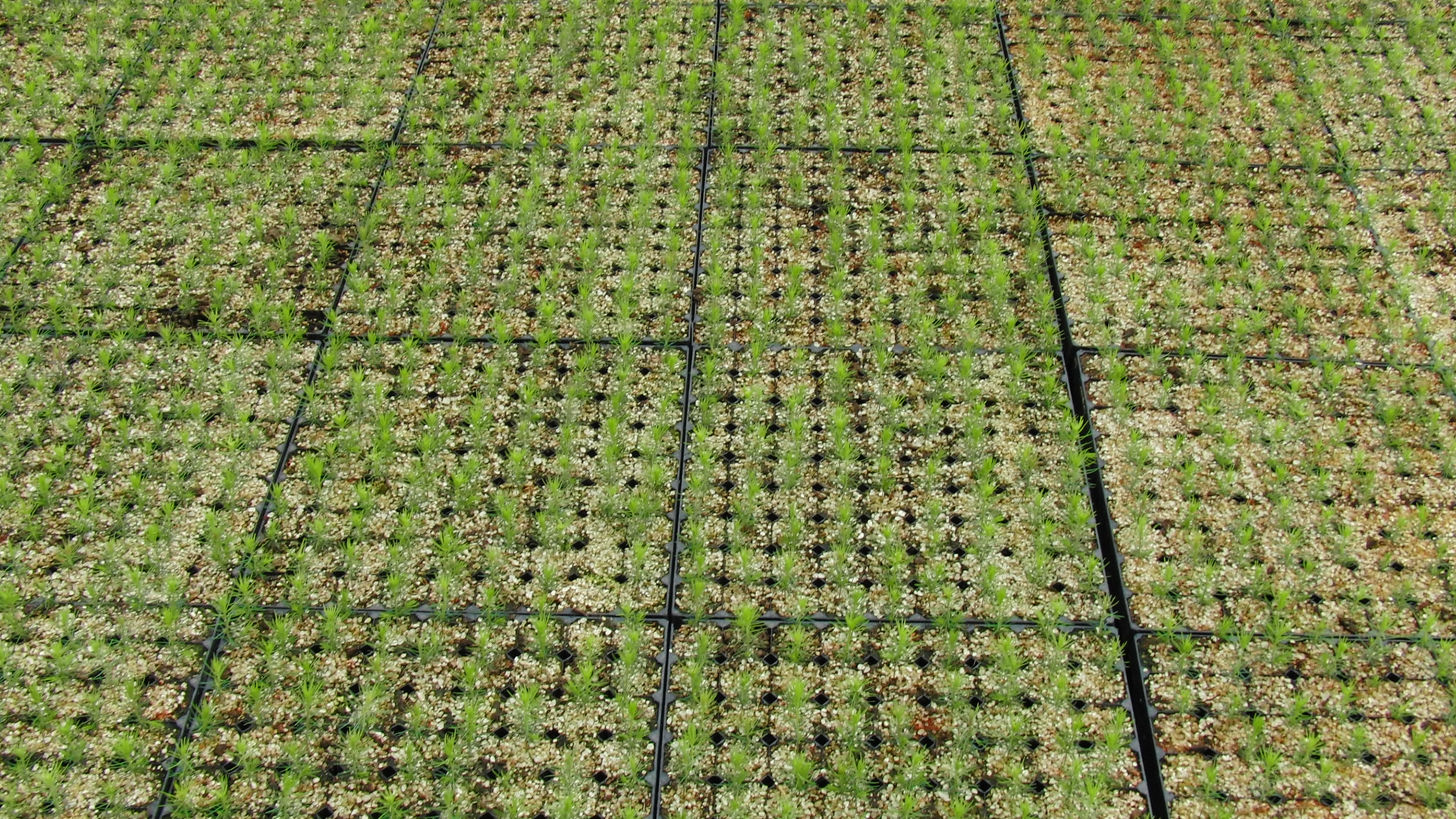 Mass seedlings.jpg