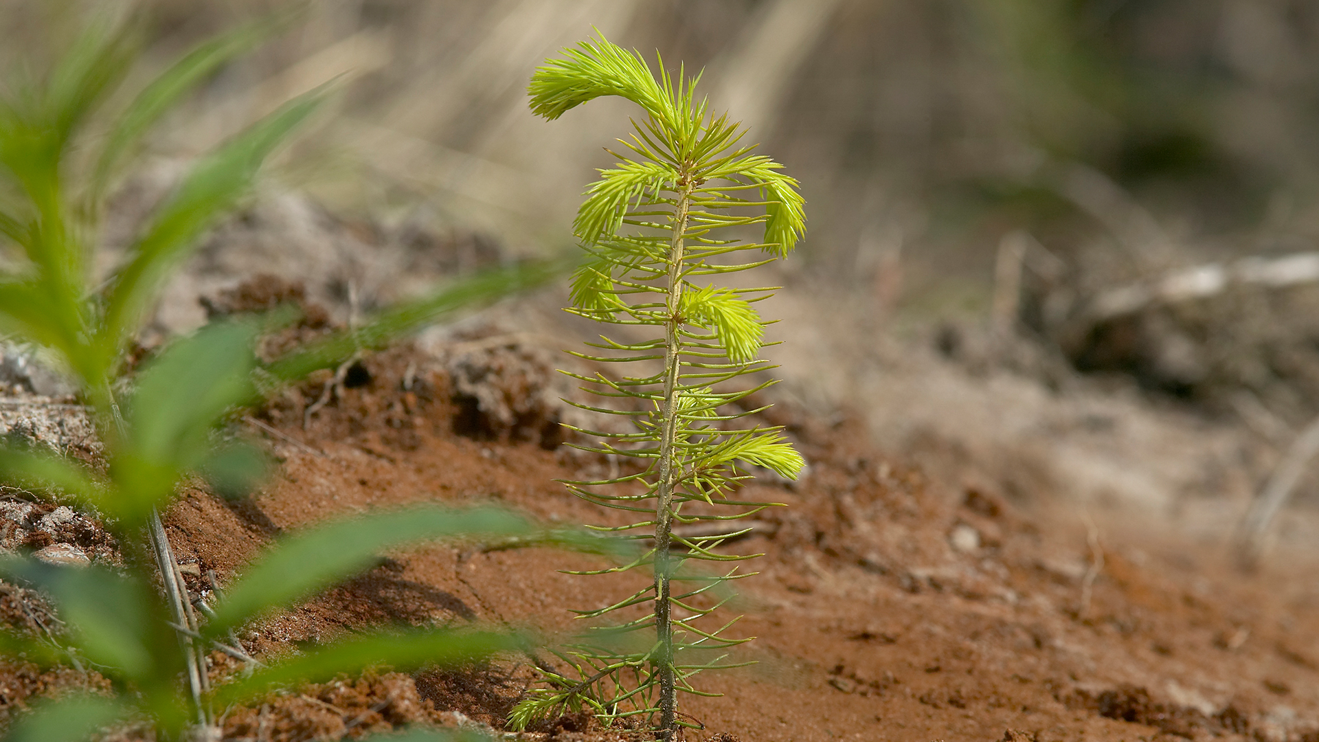 Seedlings being planted.jpg