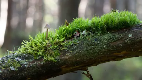 How does sustainable forestry enhance biodiversity?