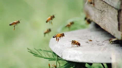 New biodiversity indicators in Uruguay