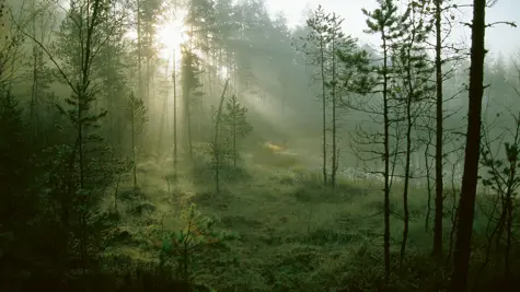 UPM Forest Life &#x2013; olennainen v&#xE4;littyy
