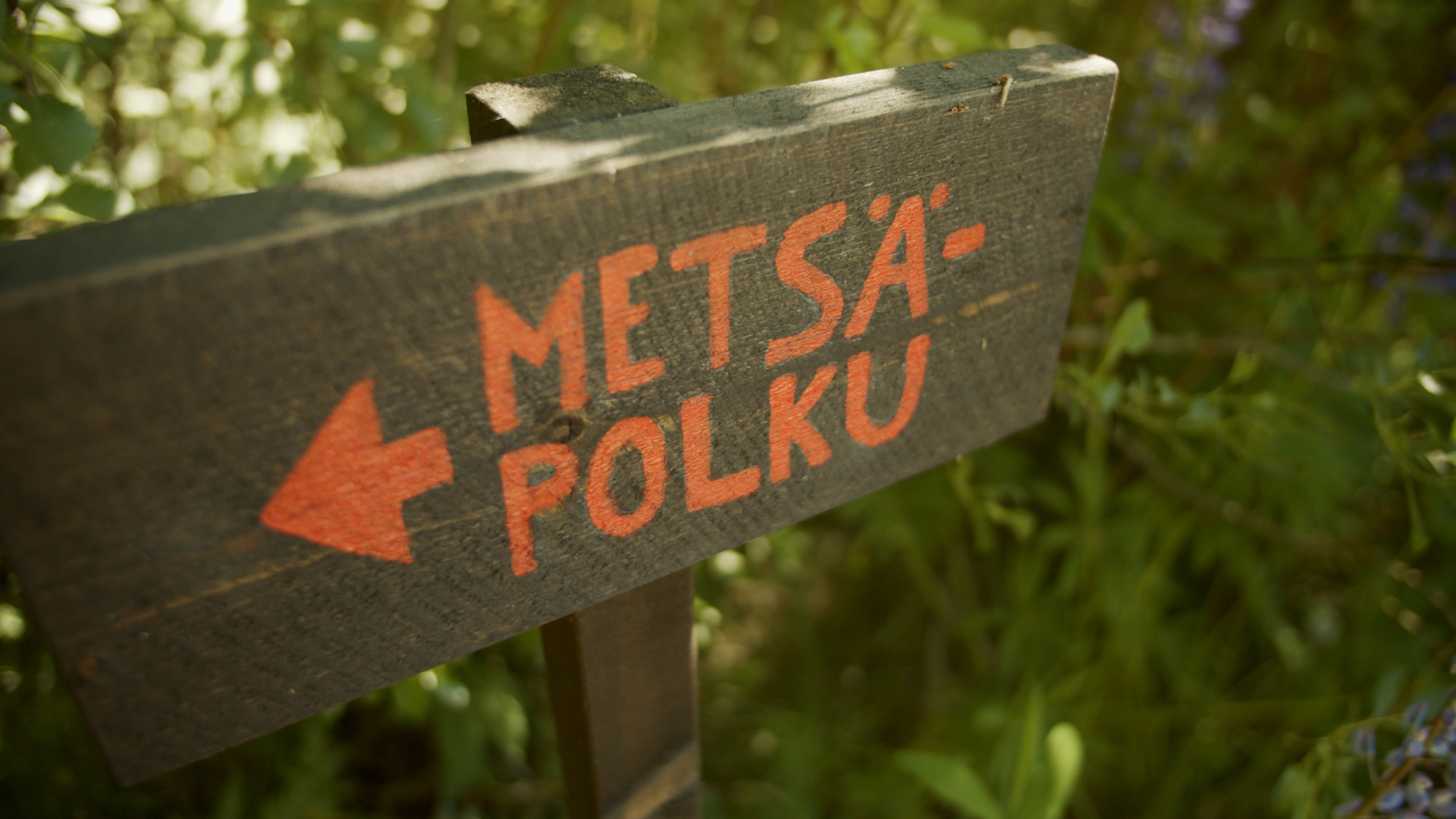 Metsä polku.jpg