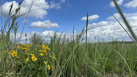 Steady development in circular economy and wetland preservation in UPM Raflatac and WWF Poland collaboration