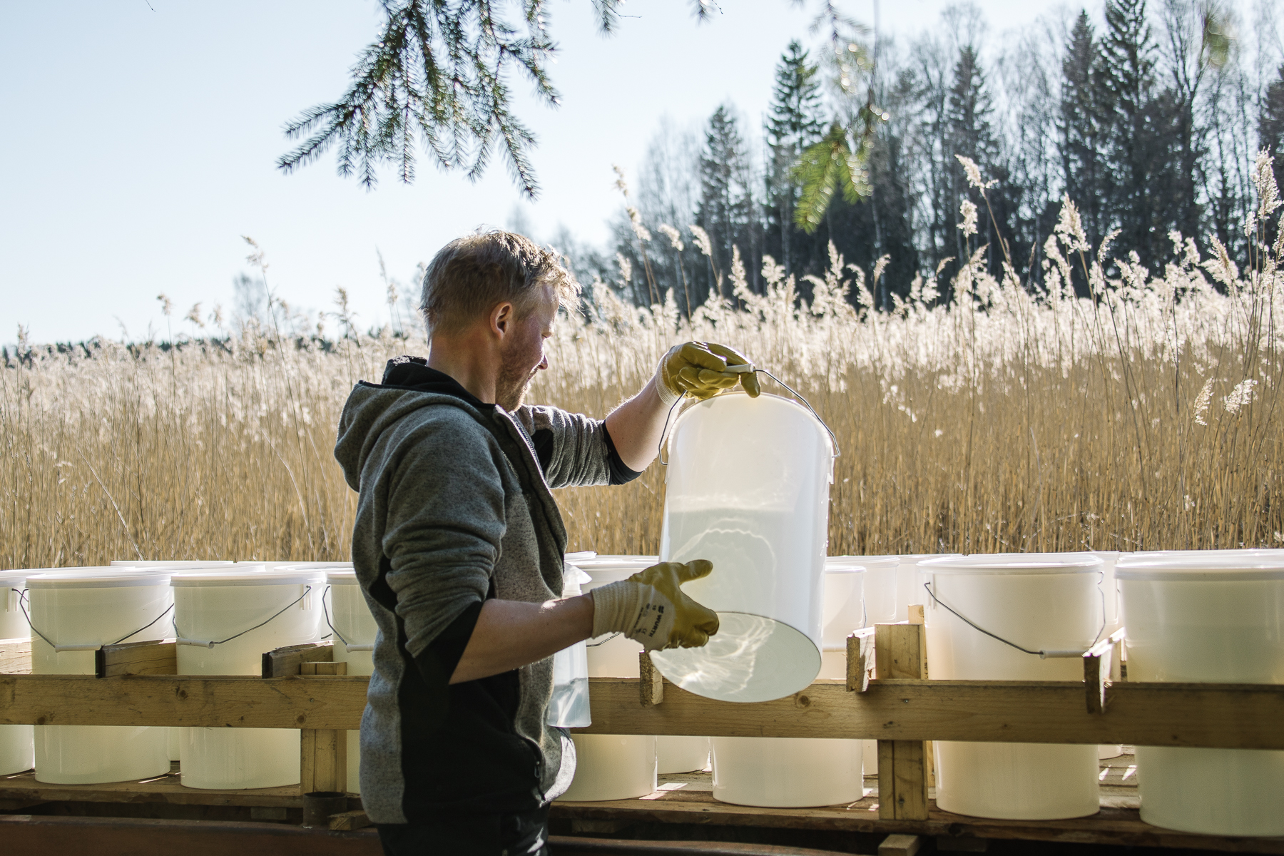 The Benefits and Bliss of Birch Water