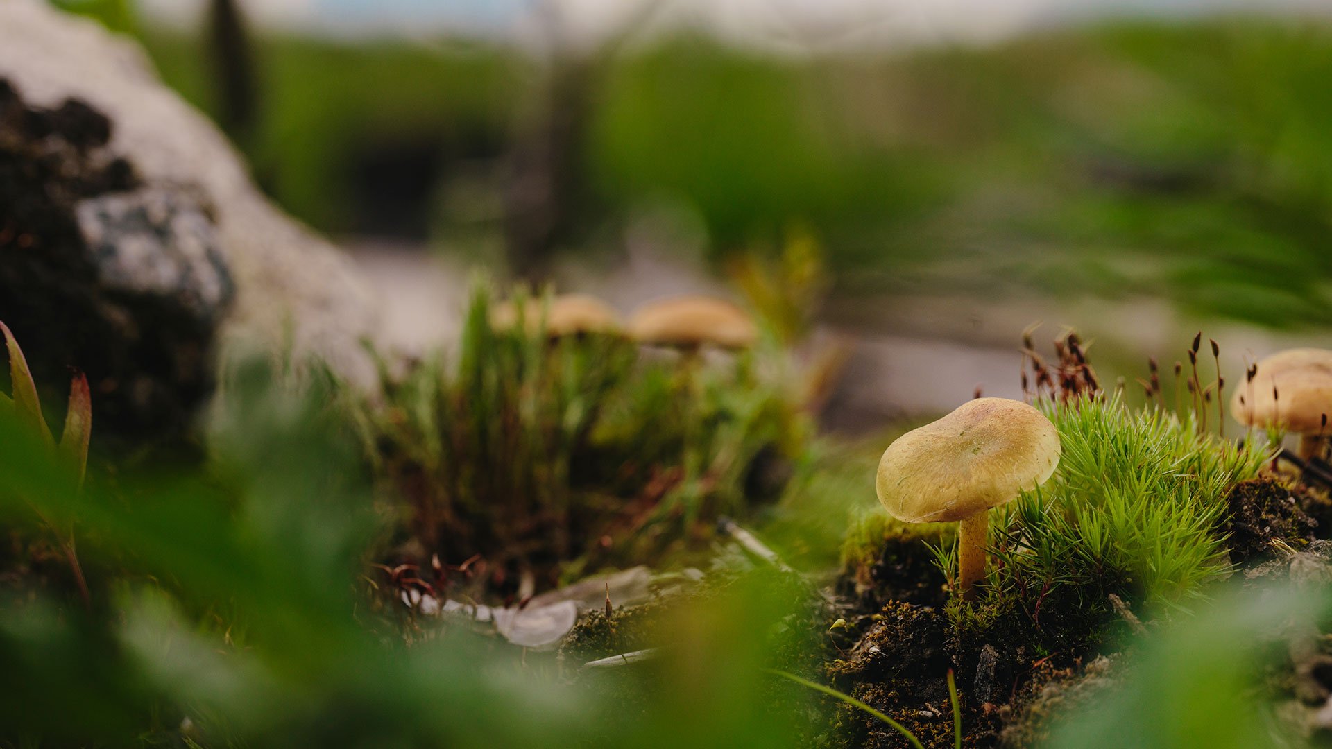 Towards sciencebased targets for nature