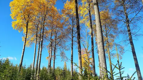 &#xD6;kologische Waldbewirtschaftungsma&#xDF;nahmen zahlen sich f&#xFC;r die Arten aus, die auf Totholz angewiesen sind
