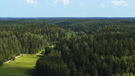 What is chain of custody and how can it protect our forests?