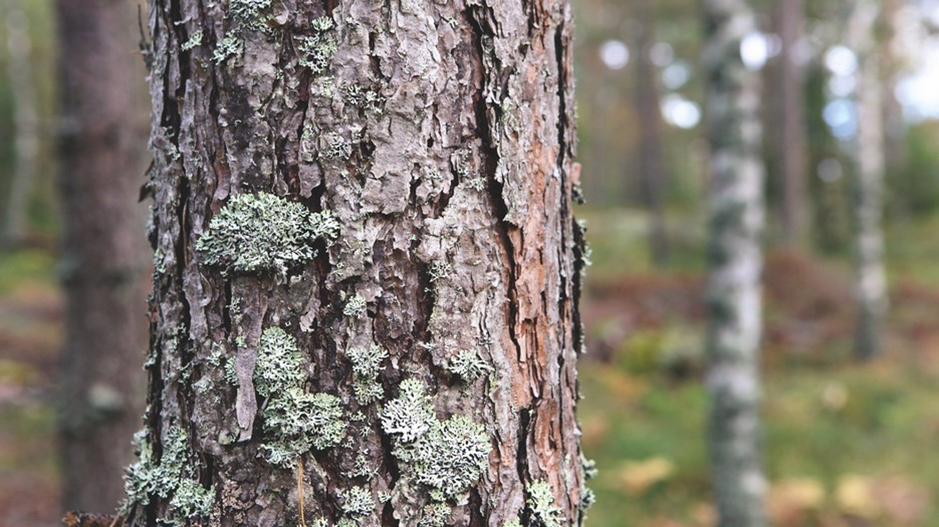 Renewable material, such as wood for paper, offers a route to sustainable packaging.