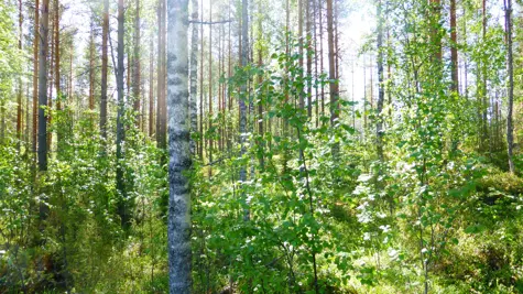 Broadleaves trees improve the growth, biodiversity and climate-proofing of forests