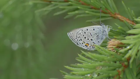 UPM Forest Life &#x2013; virtuaalinen l&#xE4;himets&#xE4;si