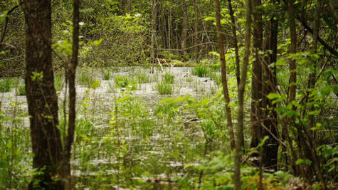 Forest Action: Wachsende Klimaresilienz in Minnesota