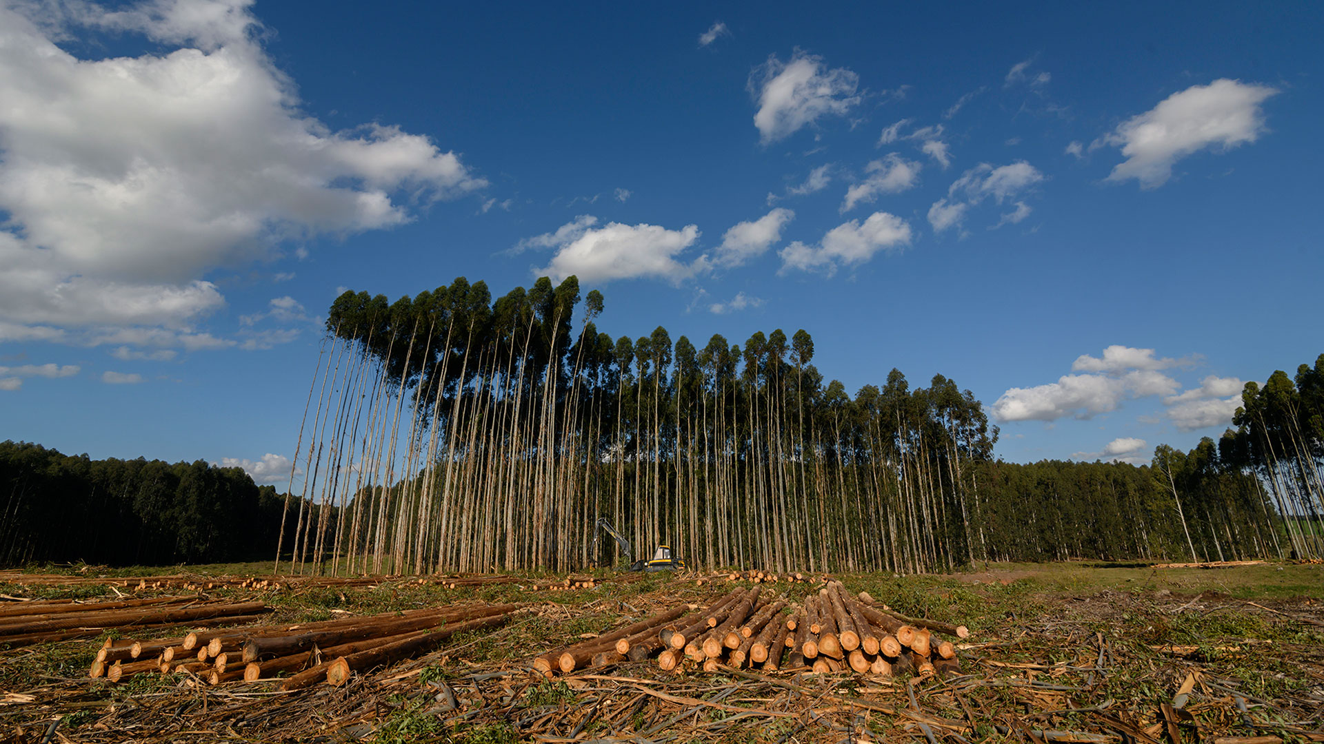 forestry-supervisor-5.jpg