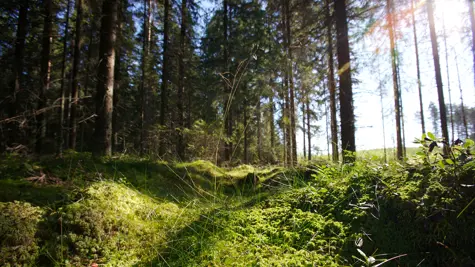 N&#xE4;in mets&#xE4;t sopeutuvat ilmastonmuutokseen ja toimivat pitk&#xE4;aikaisina hiilinieluina