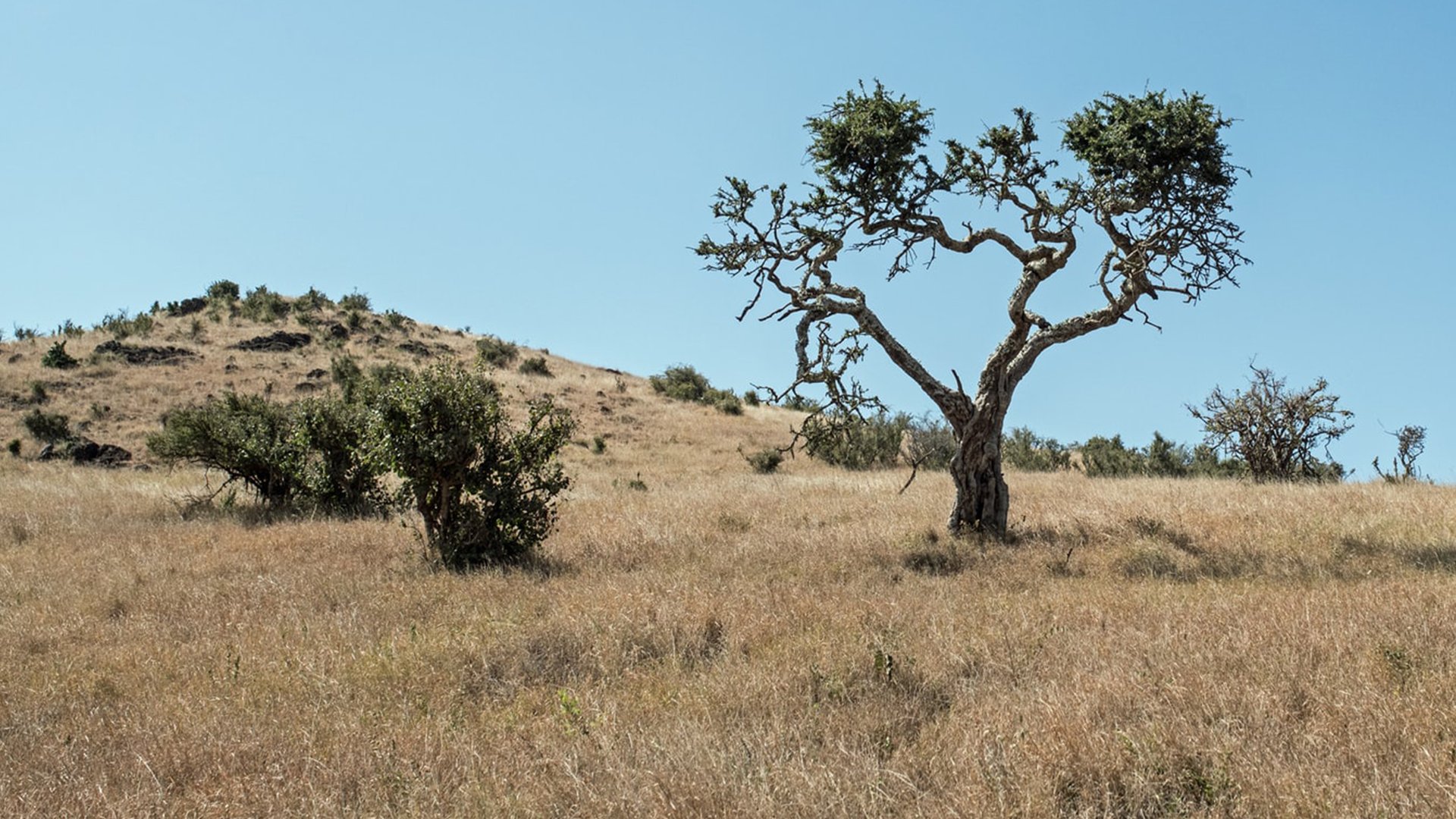 Too hot to handle-Australian outback.jpeg