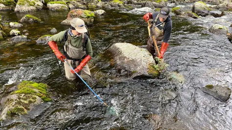 UPM&#x2019;s stream water programme enables the continuation of migratory fish research on the Arvaja rapids