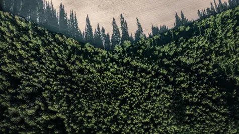 Can the EU see the forest for the trees?