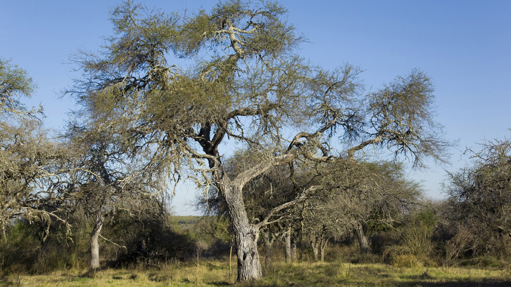 UPM_Pulp_Stories_Fray_Bentos_tree.jpg