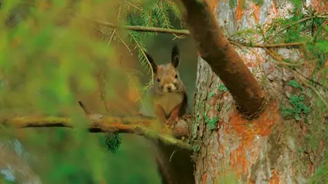 squirrel