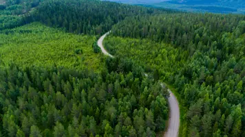 Forestry