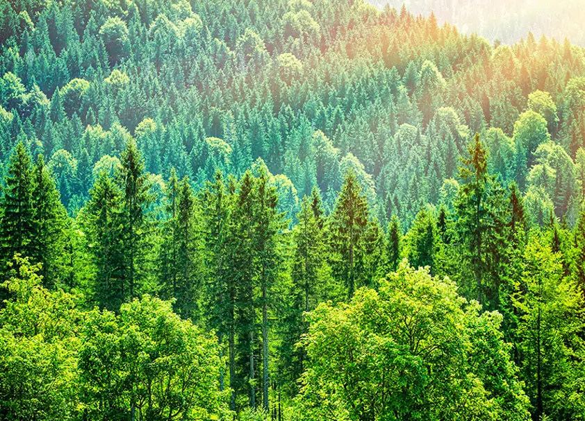 Sustainable fibre Sustainable fibre