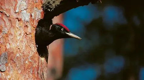 woodpecker