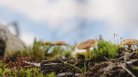 Biodiversity